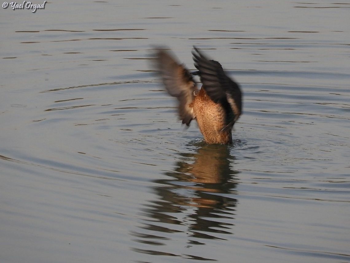 getting ready to fly  Anas crecca,Eurasian Teal,Fall,Geotagged,Israel