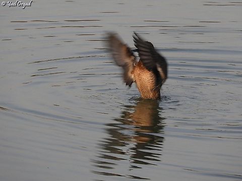 getting ready to fly  Anas crecca,Eurasian Teal,Fall,Geotagged,Israel