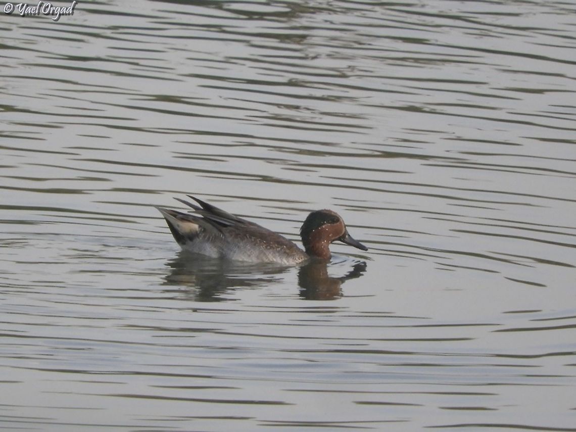 Anas crecca  Anas crecca,Eurasian Teal,Fall,Geotagged,Israel