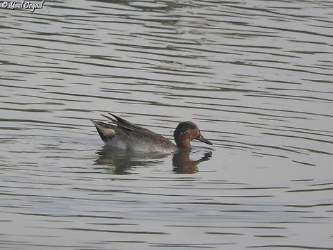 Anas crecca  Anas crecca,Eurasian Teal,Fall,Geotagged,Israel