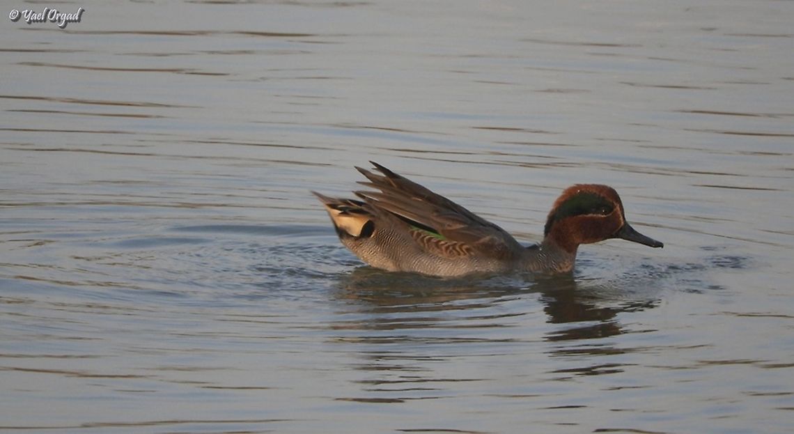 Teal small ducks, but really cute ones.  Anas crecca,Eurasian Teal,Fall,Geotagged,Israel