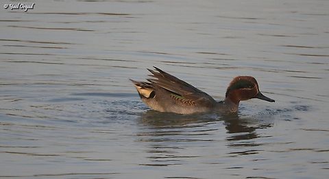 Teal small ducks, but really cute ones.  Anas crecca,Eurasian Teal,Fall,Geotagged,Israel