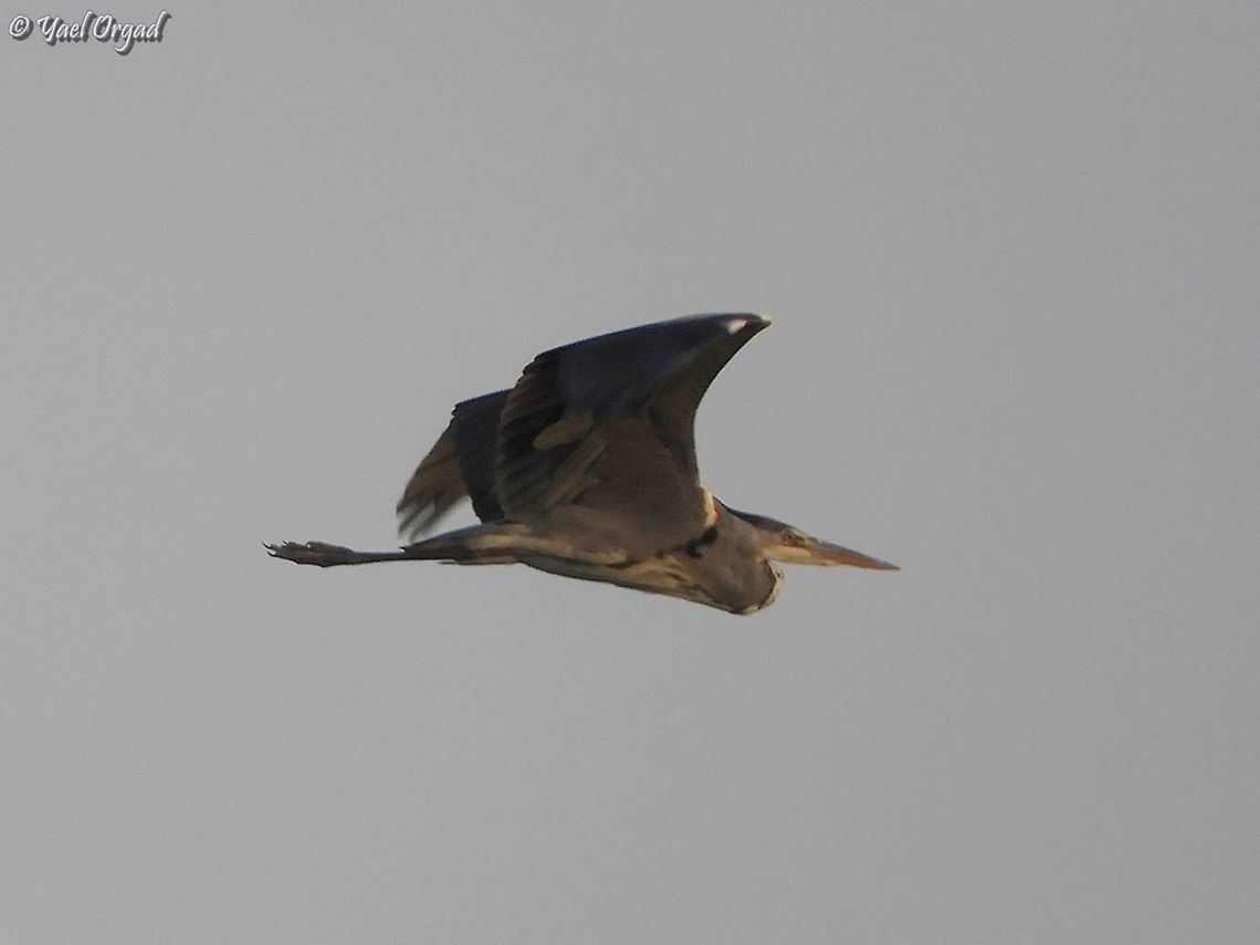 Ardea cinerea flying  Ardea cinerea,Fall,Geotagged,Grey heron,Israel