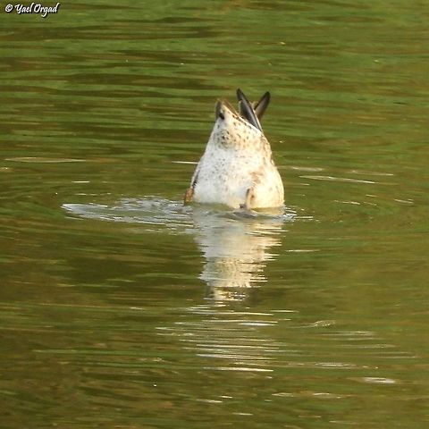 Bottoms up!  Anas crecca,Eurasian Teal,Fall,Geotagged,Israel