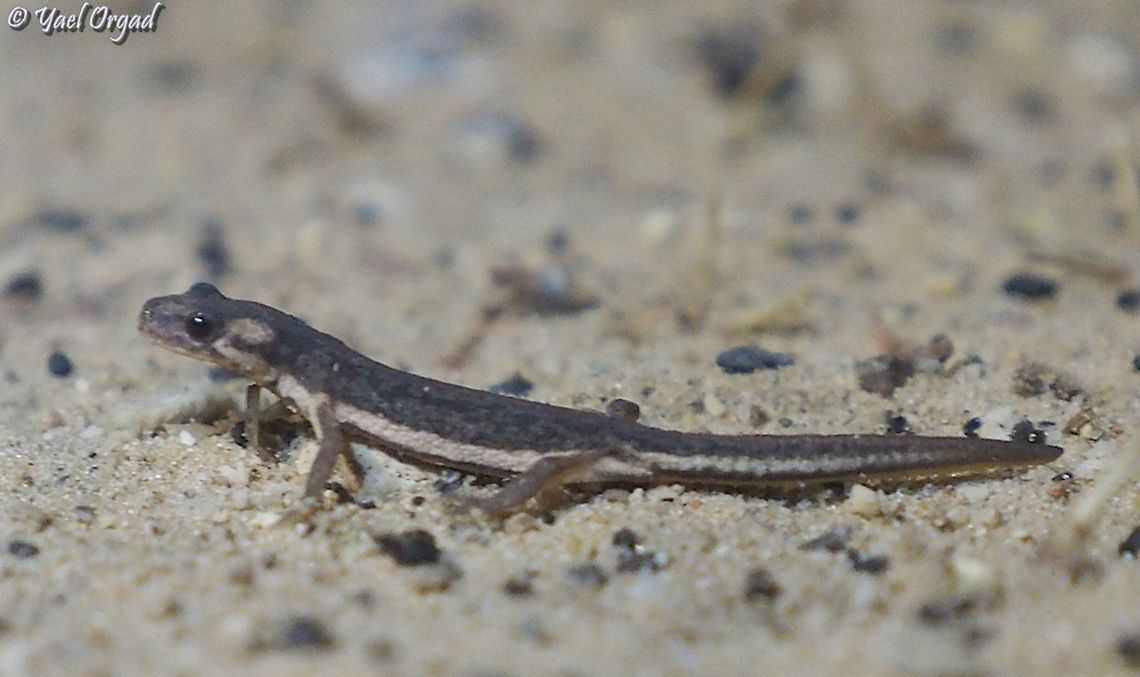 Southern Banded Newt their population declined in over 95% in Israel for the past 50 years, because of habitat destruction (building neighborhoods and agriculture) and habitat pollution (crop dusting). <br />
<br />
<figure class="photo"><a href="https://www.jungledragon.com/image/104140/southern_banded_newt.html" title="Southern Banded Newt"><img src="https://s3.amazonaws.com/media.jungledragon.com/images/3519/104140_thumb.JPG?AWSAccessKeyId=05GMT0V3GWVNE7GGM1R2&Expires=1759968010&Signature=Jec5%2B9deBQB4S5KVHf%2FqjYcYBuo%3D" width="200" height="200" alt="Southern Banded Newt a very rare and very endangered amphibian, that I was very fortunate to meet this weekend! <br />
<br />
https://www.jungledragon.com/image/104139/southern_banded_newt.html<br />
<br />
https://www.jungledragon.com/image/104138/southern_banded_newt.html<br />
<br />
https://www.jungledragon.com/image/104137/southern_banded_newt.html<br />
 Israel,Night life,Ommatotriton vittatus,Southern banded newt" /></a></figure><br />
<br />
<figure class="photo"><a href="https://www.jungledragon.com/image/104139/southern_banded_newt.html" title="Southern Banded Newt"><img src="https://s3.amazonaws.com/media.jungledragon.com/images/3519/104139_thumb.JPG?AWSAccessKeyId=05GMT0V3GWVNE7GGM1R2&Expires=1759968010&Signature=HVw38kdy%2F93vGFZ7cK5INbMOc28%3D" width="200" height="108" alt="Southern Banded Newt after the first rains, they come out of summer-hibernation and their skin looks very dark, similar to the ground at night. later, when winter ponds fill with water, they go there, change color to greyish silver with green and black dots, for courting and mating. <br />
<br />
https://www.jungledragon.com/image/104140/southern_banded_newt.html<br />
<br />
https://www.jungledragon.com/image/104138/southern_banded_newt.html<br />
<br />
https://www.jungledragon.com/image/104137/southern_banded_newt.html<br />
 Israel,Ommatotriton vittatus,Southern banded newt" /></a></figure><br />
<br />
<figure class="photo"><a href="https://www.jungledragon.com/image/104138/southern_banded_newt.html" title="Southern Banded Newt"><img src="https://s3.amazonaws.com/media.jungledragon.com/images/3519/104138_thumb.JPG?AWSAccessKeyId=05GMT0V3GWVNE7GGM1R2&Expires=1759968010&Signature=QDRAsFij9wBKZN6LjF3IAPFUeuM%3D" width="200" height="150" alt="Southern Banded Newt these amphibians are very small, they are about 5-7 cm long. I put my finger behind for scale. <br />
<br />
https://www.jungledragon.com/image/104140/southern_banded_newt.html<br />
<br />
https://www.jungledragon.com/image/104139/southern_banded_newt.html<br />
<br />
https://www.jungledragon.com/image/104137/southern_banded_newt.html Israel,Ommatotriton vittatus,Southern banded newt" /></a></figure> Israel,Ommatotriton vittatus,Southern banded newt