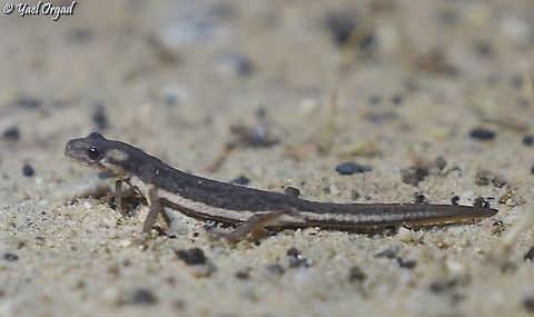 Southern Banded Newt their population declined in over 95% in Israel for the past 50 years, because of habitat destruction (building neighborhoods and agriculture) and habitat pollution (crop dusting). 

https://www.jungledragon.com/image/104140/southern_banded_newt.html

https://www.jungledragon.com/image/104139/southern_banded_newt.html

https://www.jungledragon.com/image/104138/southern_banded_newt.html Israel,Ommatotriton vittatus,Southern banded newt