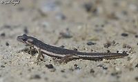 Southern Banded Newt their population declined in over 95% in Israel for the past 50 years, because of habitat destruction (building neighborhoods and agriculture) and habitat pollution (crop dusting). <br />
<br />
https://www.jungledragon.com/image/104140/southern_banded_newt.html<br />
<br />
https://www.jungledragon.com/image/104139/southern_banded_newt.html<br />
<br />
https://www.jungledragon.com/image/104138/southern_banded_newt.html Israel,Ommatotriton vittatus,Southern banded newt
