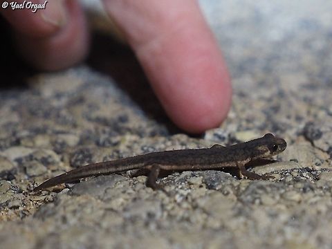 Southern Banded Newt these amphibians are very small, they are about 5-7 cm long. I put my finger behind for scale. 

https://www.jungledragon.com/image/104140/southern_banded_newt.html

https://www.jungledragon.com/image/104139/southern_banded_newt.html

https://www.jungledragon.com/image/104137/southern_banded_newt.html Israel,Ommatotriton vittatus,Southern banded newt