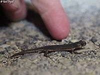 Southern Banded Newt these amphibians are very small, they are about 5-7 cm long. I put my finger behind for scale. <br />
<br />
https://www.jungledragon.com/image/104140/southern_banded_newt.html<br />
<br />
https://www.jungledragon.com/image/104139/southern_banded_newt.html<br />
<br />
https://www.jungledragon.com/image/104137/southern_banded_newt.html Israel,Ommatotriton vittatus,Southern banded newt