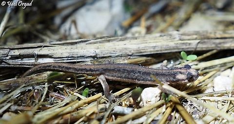 Southern Banded Newt after the first rains, they come out of summer-hibernation and their skin looks very dark, similar to the ground at night. later, when winter ponds fill with water, they go there, change color to greyish silver with green and black dots, for courting and mating. 

https://www.jungledragon.com/image/104140/southern_banded_newt.html

https://www.jungledragon.com/image/104138/southern_banded_newt.html

https://www.jungledragon.com/image/104137/southern_banded_newt.html
 Israel,Ommatotriton vittatus,Southern banded newt