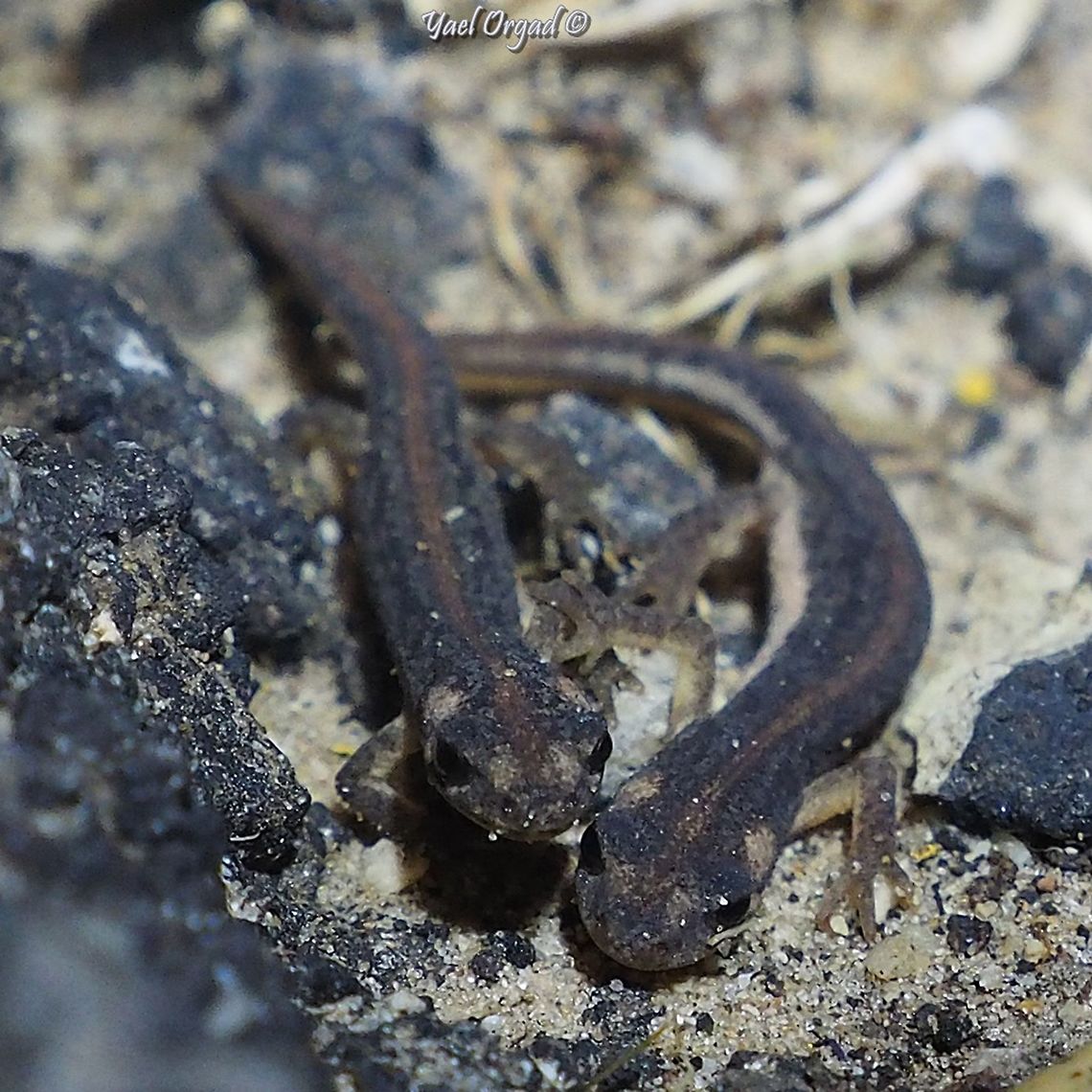Southern Banded Newt a very rare and very endangered amphibian, that I was very fortunate to meet this weekend! <br />
<br />
<figure class="photo"><a href="https://www.jungledragon.com/image/104139/southern_banded_newt.html" title="Southern Banded Newt"><img src="https://s3.amazonaws.com/media.jungledragon.com/images/3519/104139_thumb.JPG?AWSAccessKeyId=05GMT0V3GWVNE7GGM1R2&Expires=1769040010&Signature=d5%2F3yuVNl0%2BjtfLRnqgHN3KKq9M%3D" width="200" height="108" alt="Southern Banded Newt after the first rains, they come out of summer-hibernation and their skin looks very dark, similar to the ground at night. later, when winter ponds fill with water, they go there, change color to greyish silver with green and black dots, for courting and mating. <br />
<br />
https://www.jungledragon.com/image/104140/southern_banded_newt.html<br />
<br />
https://www.jungledragon.com/image/104138/southern_banded_newt.html<br />
<br />
https://www.jungledragon.com/image/104137/southern_banded_newt.html<br />
 Israel,Ommatotriton vittatus,Southern banded newt" /></a></figure><br />
<br />
<figure class="photo"><a href="https://www.jungledragon.com/image/104138/southern_banded_newt.html" title="Southern Banded Newt"><img src="https://s3.amazonaws.com/media.jungledragon.com/images/3519/104138_thumb.JPG?AWSAccessKeyId=05GMT0V3GWVNE7GGM1R2&Expires=1769040010&Signature=LXiySw631WJUmli%2BHeT07azqkSo%3D" width="200" height="150" alt="Southern Banded Newt these amphibians are very small, they are about 5-7 cm long. I put my finger behind for scale. <br />
<br />
https://www.jungledragon.com/image/104140/southern_banded_newt.html<br />
<br />
https://www.jungledragon.com/image/104139/southern_banded_newt.html<br />
<br />
https://www.jungledragon.com/image/104137/southern_banded_newt.html Israel,Ommatotriton vittatus,Southern banded newt" /></a></figure><br />
<br />
<figure class="photo"><a href="https://www.jungledragon.com/image/104137/southern_banded_newt.html" title="Southern Banded Newt"><img src="https://s3.amazonaws.com/media.jungledragon.com/images/3519/104137_thumb.JPG?AWSAccessKeyId=05GMT0V3GWVNE7GGM1R2&Expires=1769040010&Signature=OOv9nnInkP2JT%2BEUSIX5ODnzJdU%3D" width="200" height="120" alt="Southern Banded Newt their population declined in over 95% in Israel for the past 50 years, because of habitat destruction (building neighborhoods and agriculture) and habitat pollution (crop dusting). <br />
<br />
https://www.jungledragon.com/image/104140/southern_banded_newt.html<br />
<br />
https://www.jungledragon.com/image/104139/southern_banded_newt.html<br />
<br />
https://www.jungledragon.com/image/104138/southern_banded_newt.html Israel,Ommatotriton vittatus,Southern banded newt" /></a></figure><br />
 Israel,Night life,Ommatotriton vittatus,Southern banded newt