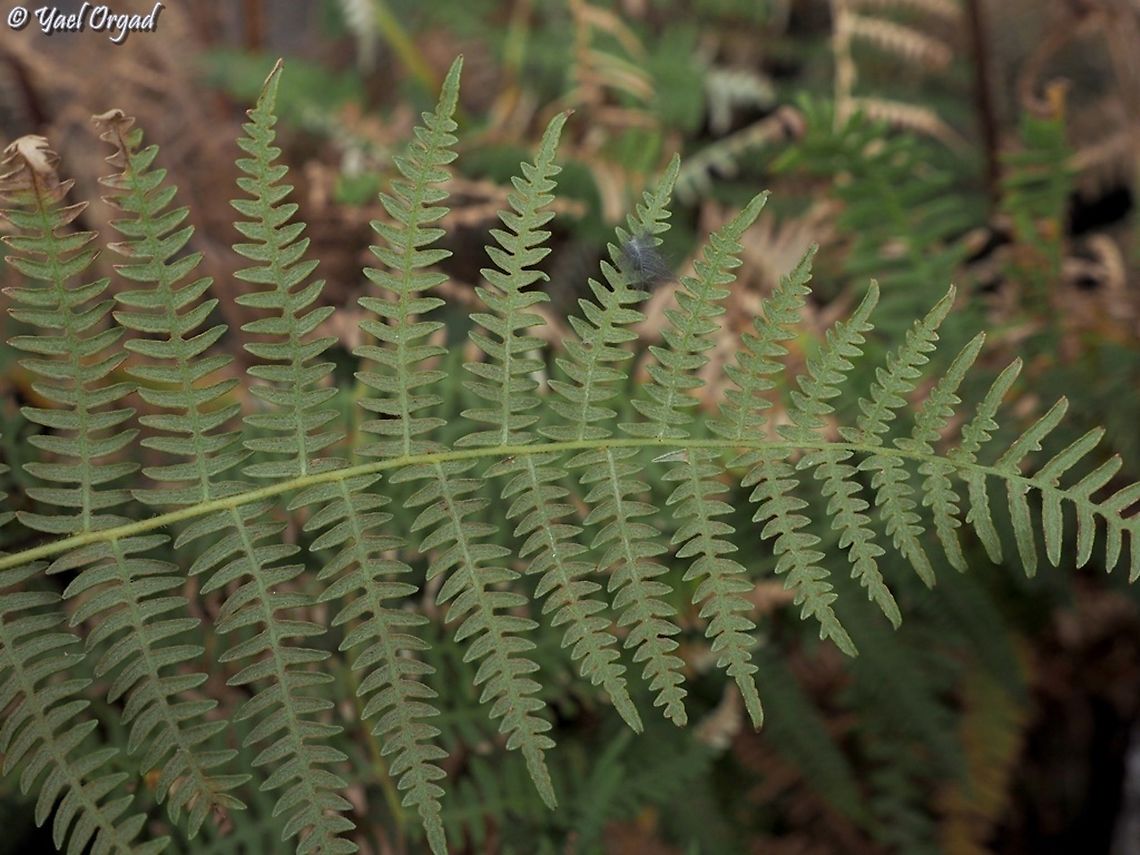 Pteridium aquilinum  Eagle fern,Fall,Geotagged,Israel,Pteridium aquilinum