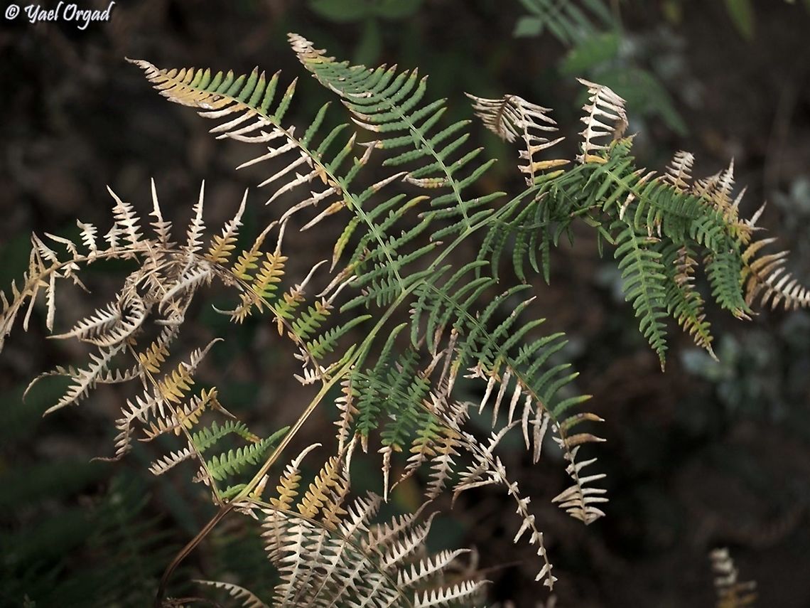 Pteridium aquilinum  Eagle fern,Fall,Geotagged,Israel,Pteridium aquilinum