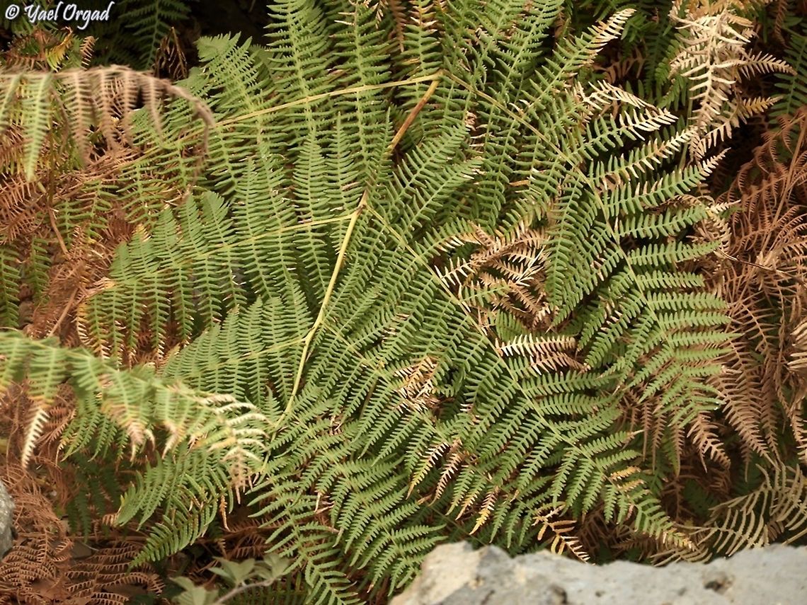 Pteridium aquilinum rare and endangered in Israel Eagle fern,Israel,Pteridium aquilinum,Rare species