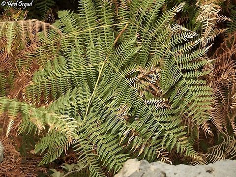 Pteridium aquilinum rare and endangered in Israel Eagle fern,Israel,Pteridium aquilinum,Rare species
