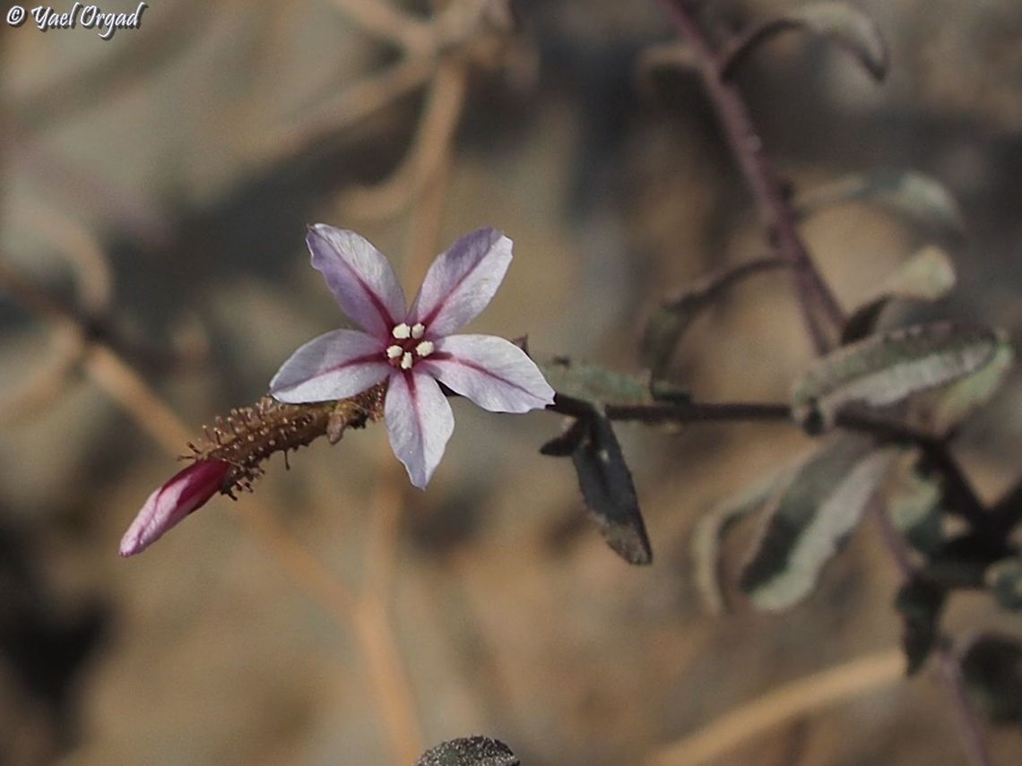 Plumbago europaea  Common Leadwort,Fall,Geotagged,Plumbago europaea