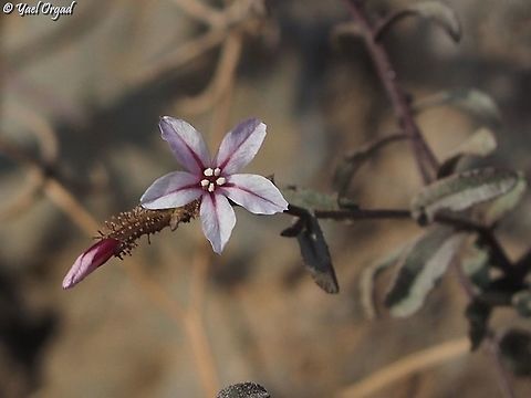 Plumbago europaea  Common Leadwort,Fall,Geotagged,Plumbago europaea