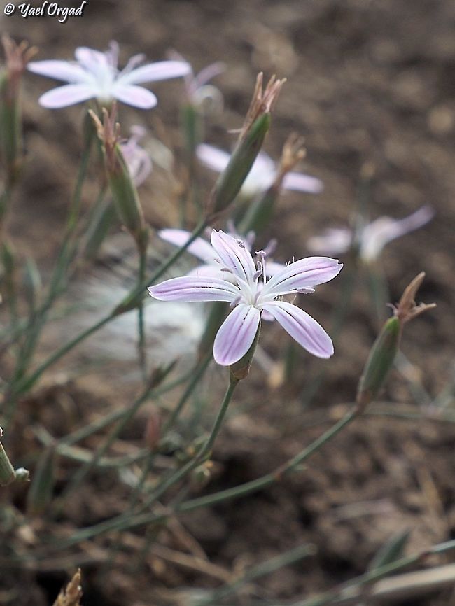 Dianthus strictus  Dianthus strictus,Fall,Geotagged,Israel,Wild Pink