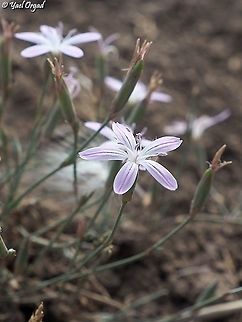Dianthus strictus  Dianthus strictus,Fall,Geotagged,Israel,Wild Pink