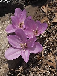Colchicum feinbruniae  Colchicum feinbruniae,Fall,Geotagged