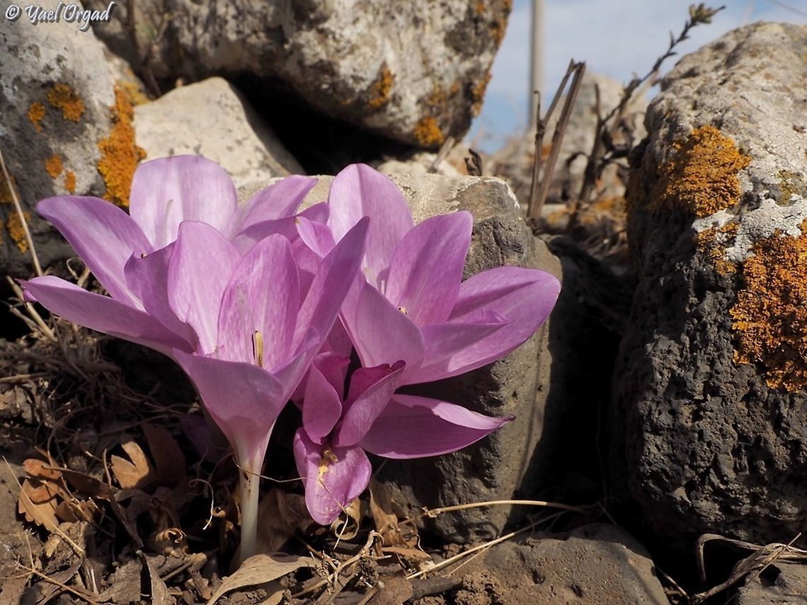 Colchicum feinbruniae Named after Prof. Neomi Feinbrun, She was one of the leading Israeli Botanists and a world renowned Colchicum expert.  Colchicum feinbruniae,Fall,Geotagged,Israel,Prof. Neomi Feinbrun