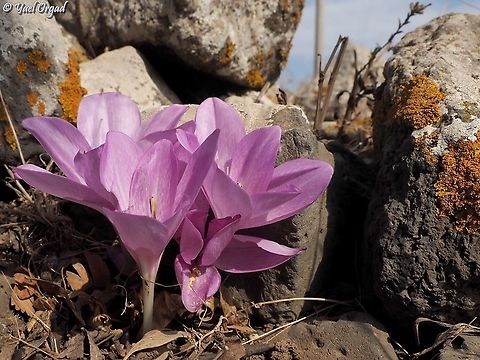 Colchicum feinbruniae Named after Prof. Neomi Feinbrun, She was one of the leading Israeli Botanists and a world renowned Colchicum expert.  Colchicum feinbruniae,Fall,Geotagged,Israel,Prof. Neomi Feinbrun