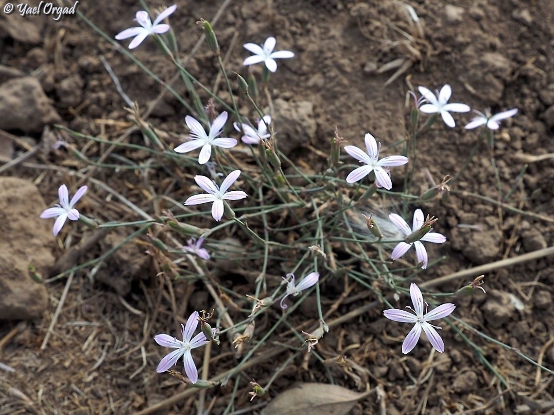 Dianthus strictus At the Golan Heights, the petals are narrower than in other places, but it's still the same species! Dianthus strictus,Fall,Geotagged,Israel,Wild Pink