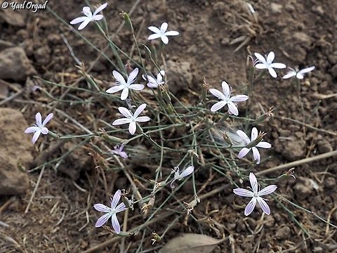 Dianthus strictus At the Golan Heights, the petals are narrower than in other places, but it's still the same species! Dianthus strictus,Fall,Geotagged,Israel,Wild Pink
