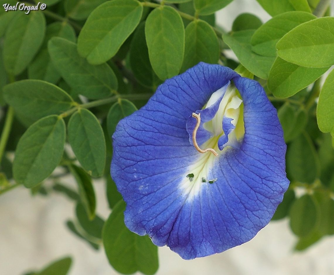 Peppered Moth caterpillar eating my Clitoria flower... <br />
this is a moth of the Geometridae family, the caterpillars look like they are measuring the plants the live on...  Biston betularia,Fall,Geotagged,Israel,Peppered moth
