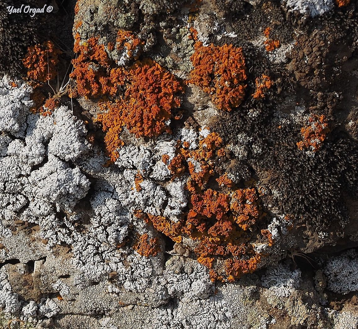 2 lichens on a basalt rock the orange: Xanthoria aureola<br />
the white: Parmelia tiliacea Israel,Parmelia tiliacea,Xanthoria aureola