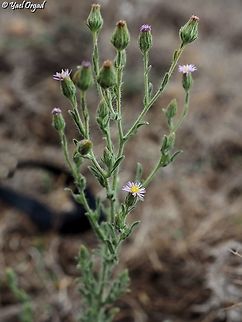 Lachnophyllum noeanum  Fall,Geotagged,Israel,Lachnophyllum noeanum