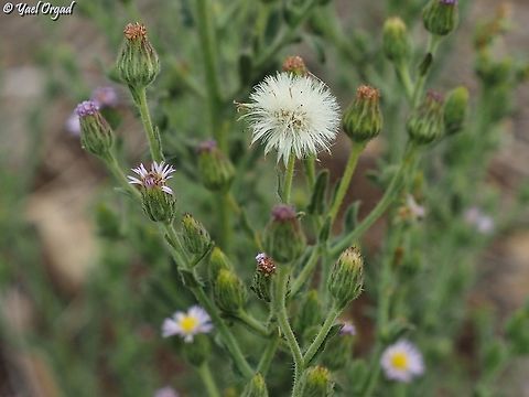 Lachnophyllum noeanum  Fall,Geotagged,Israel,Lachnophyllum noeanum