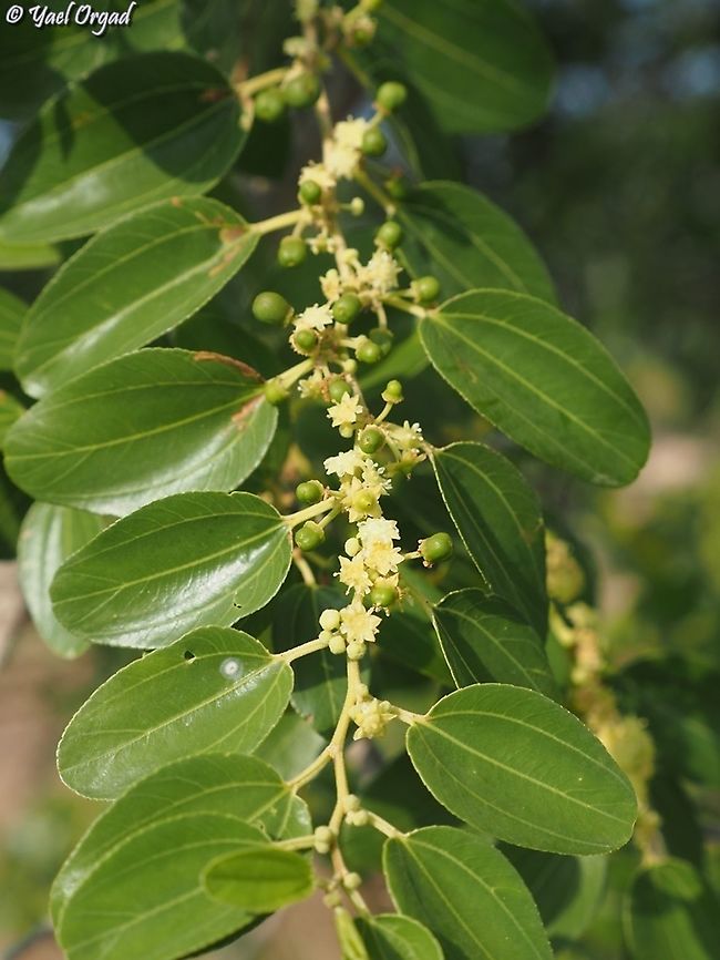 ziziphus spina-christi - flowers Israel, Ramat Hanadiv Fall,Geotagged,Israel,Ziziphus spina-christi