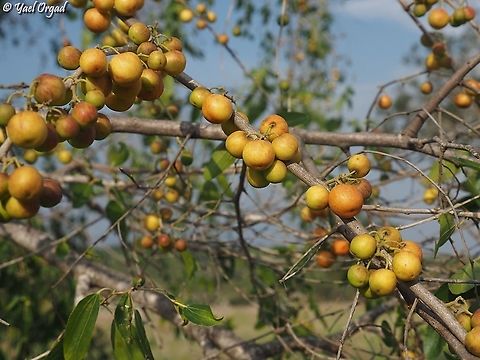 ziziphus spina-christi - fruit Israel, Ramat Hanadiv Fall,Geotagged,Israel,Ziziphus spina-christi