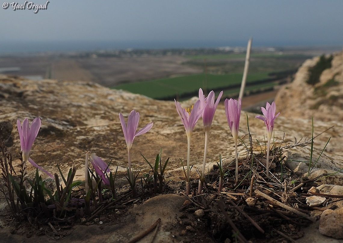 Colchicum stevenii Israel, Ramat Hanadiv, Overlooking the Carmel Shores.  Colchicum  stevenii,Fall,Geotagged,Israel,Steven's meadow saffron