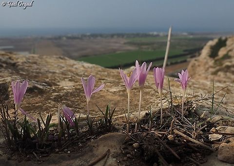 Colchicum stevenii Israel, Ramat Hanadiv, Overlooking the Carmel Shores.  Colchicum  stevenii,Fall,Geotagged,Israel,Steven's meadow saffron