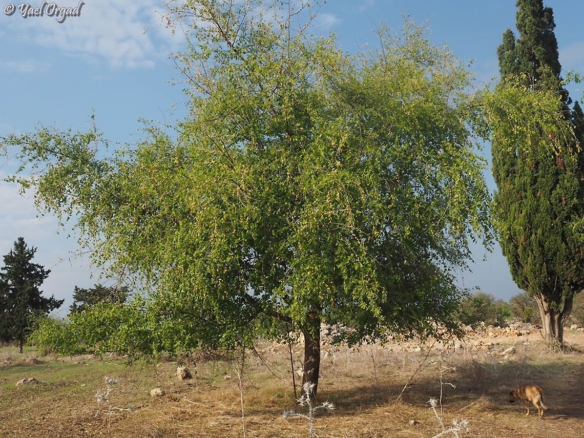 Ziziphus spina-christi photo taken in Ramat Hanadiv in Israel. I don&#039;t understand why doesn&#039;t it show the country. and I can&#039;t delete the geotag so I could put the country name instead.  Fall,Geotagged,Israel,Ziziphus spina-christi