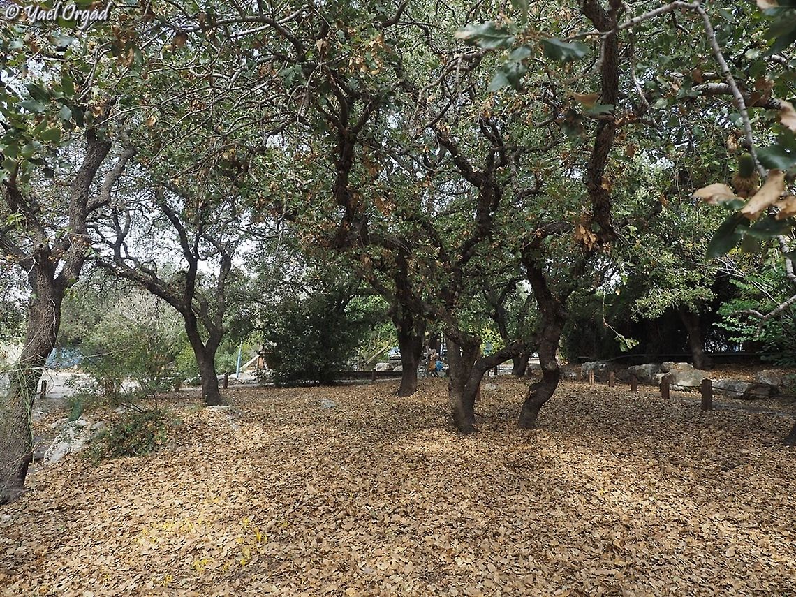 Quercus ithaburensis with a carpet of Sternbergia colchiciflora underneath it Fall,Geotagged,Israel,Mount Tabor oak,Quercus ithaburensis,Sternbergia colchiciflora