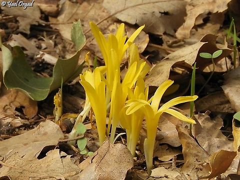 Sternbergia colchiciflora  Fall,Geotagged,Israel,Sternbergia colchiciflora