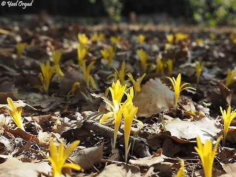 Sternbergia colchiciflora an abundance of flowers this year, really incredible.  Fall,Geotagged,Israel,Sternbergia colchiciflora