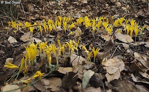 Sternbergia colchiciflora  Fall,Geotagged,Israel,Sternbergia colchiciflora