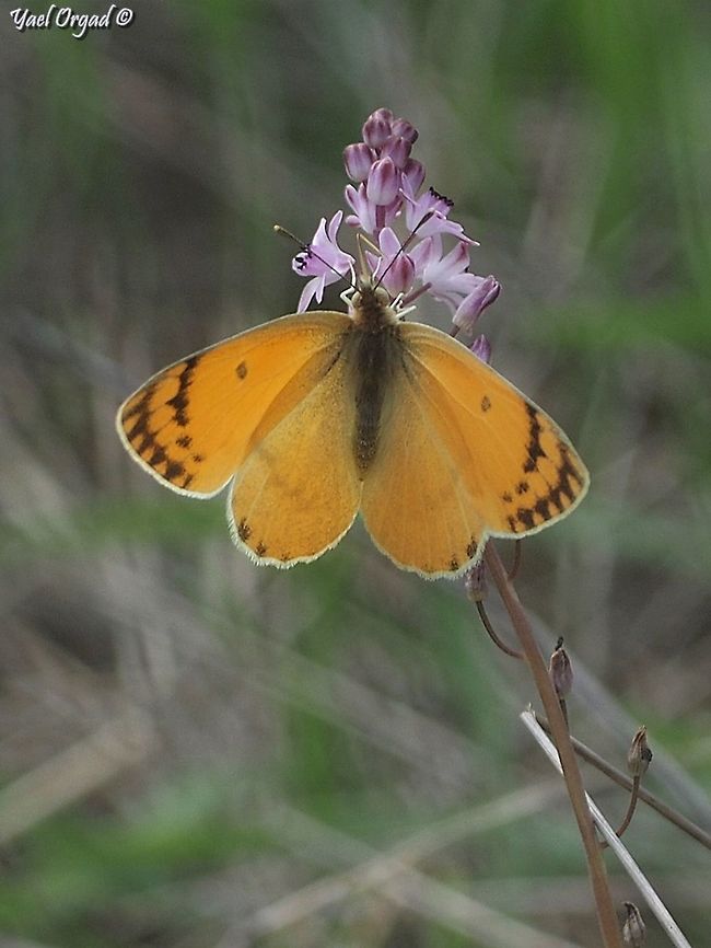 Colotis fausta enjoying Prospero autumnale  Colotis fausta,Fall,Geotagged,Israel,Large Salmon Arab,Prospero autumnale