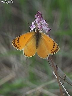 Colotis fausta enjoying Prospero autumnale  Colotis fausta,Fall,Geotagged,Israel,Large Salmon Arab,Prospero autumnale