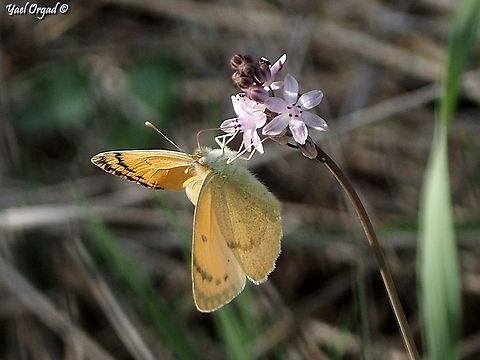 Colotis fausta enjoying Prospero autumnale  Autumn-flowering squill,Colotis fausta,Fall,Geotagged,Israel,Prospero autumnale