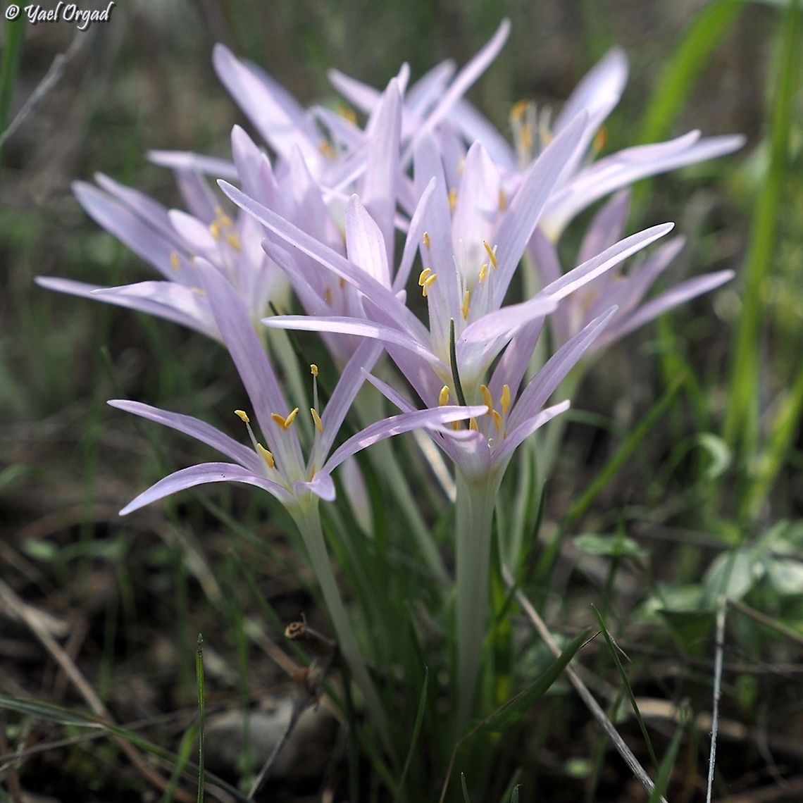 Colchicum stevenii  Colchicum  stevenii,Fall,Geotagged,Israel,Steven's meadow saffron