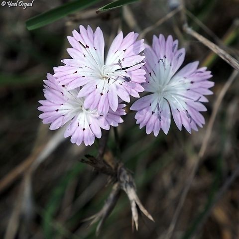 Dianthus strictus  Dianthus strictus,Fall,Geotagged,Israel,Wild Pink