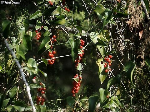 Smilax aspera fruit  Common smilax,Fall,Geotagged,Israel,Smilax aspera