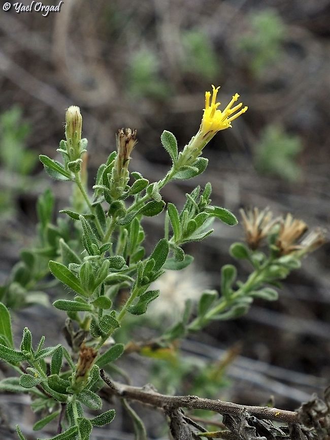 Chiliadenus iphionoides  Chiliadenus iphionoides,Fall,Geotagged,Israel