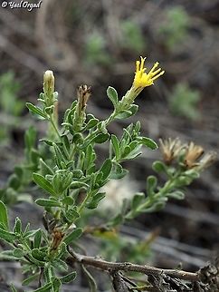 Chiliadenus iphionoides  Chiliadenus iphionoides,Fall,Geotagged,Israel