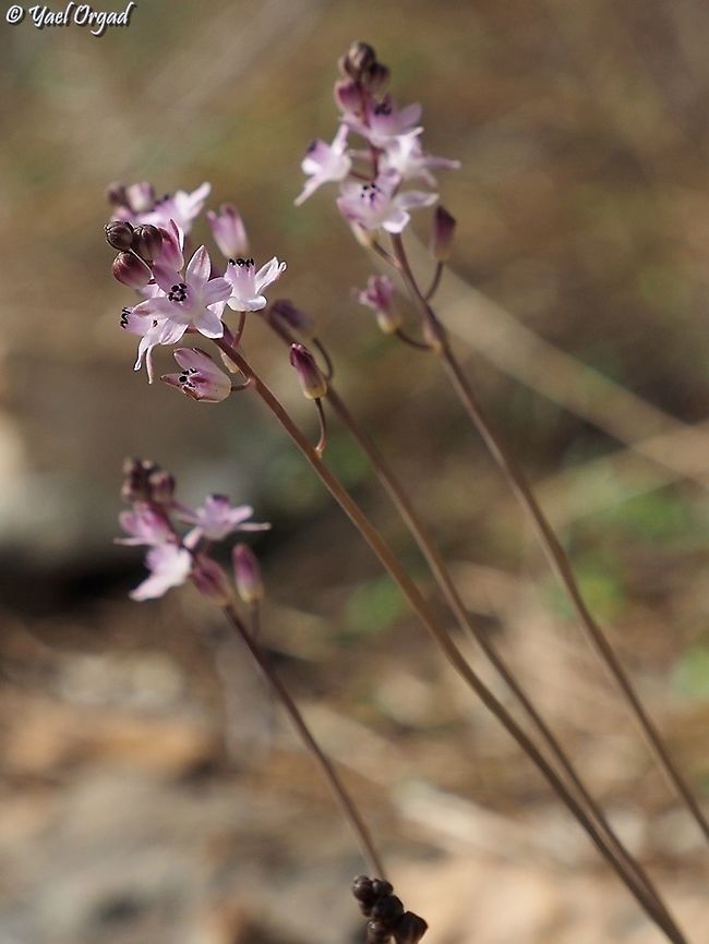 Prospero autumnale  Autumn-flowering squill,Fall,Geotagged,Israel,Prospero autumnale